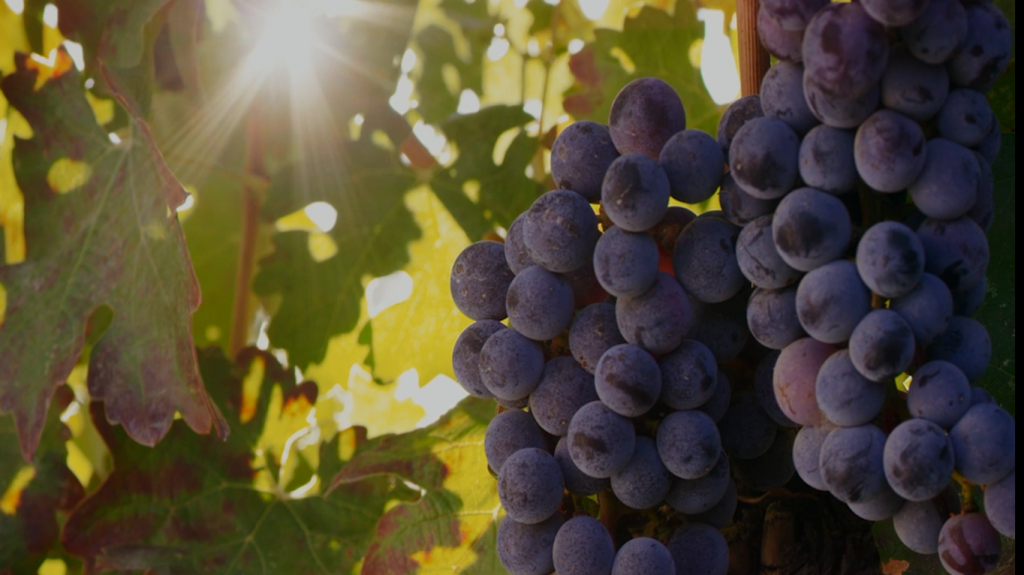 Big Teepee Vineyard Mercer Farms