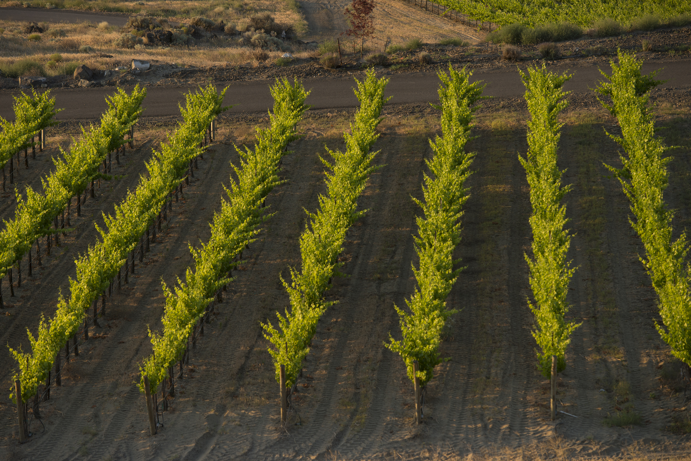 Eagle & Plow Vineyard Mercer Farms